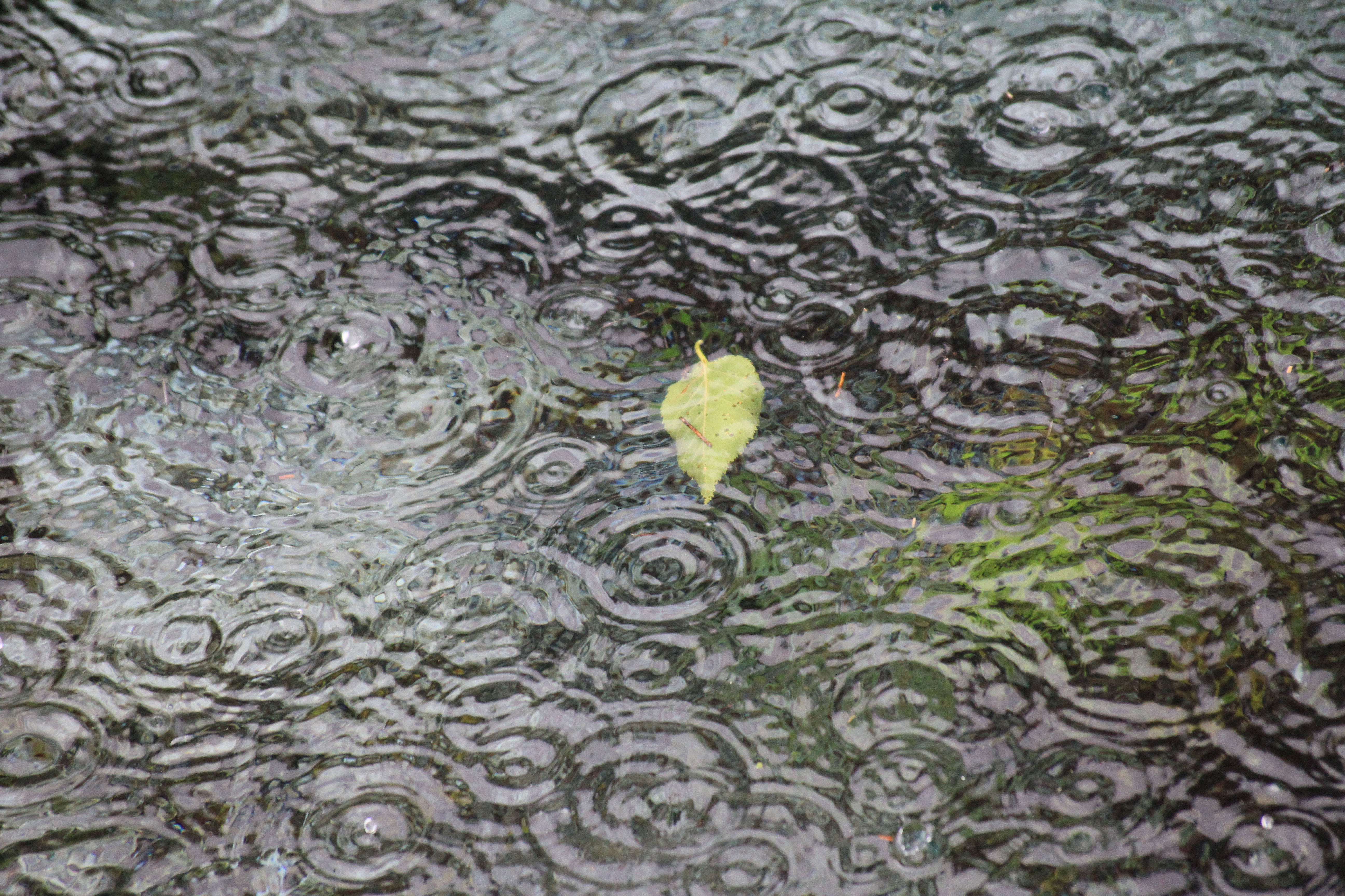              一圈圈的涟漪,雨中