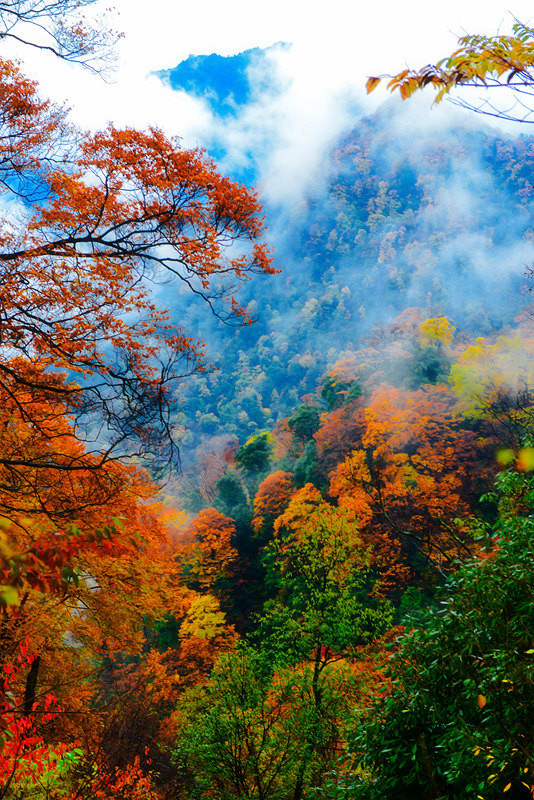 【四川光雾山】秋色尽染雾满山(图组/57p)
