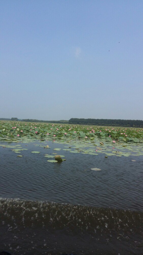 滕州微山湖湿地红荷风景区景点怎么样_点评_评价