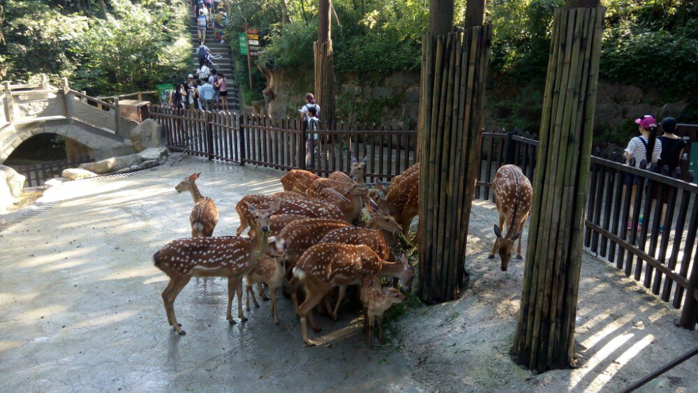 碧峰峡野生动物园