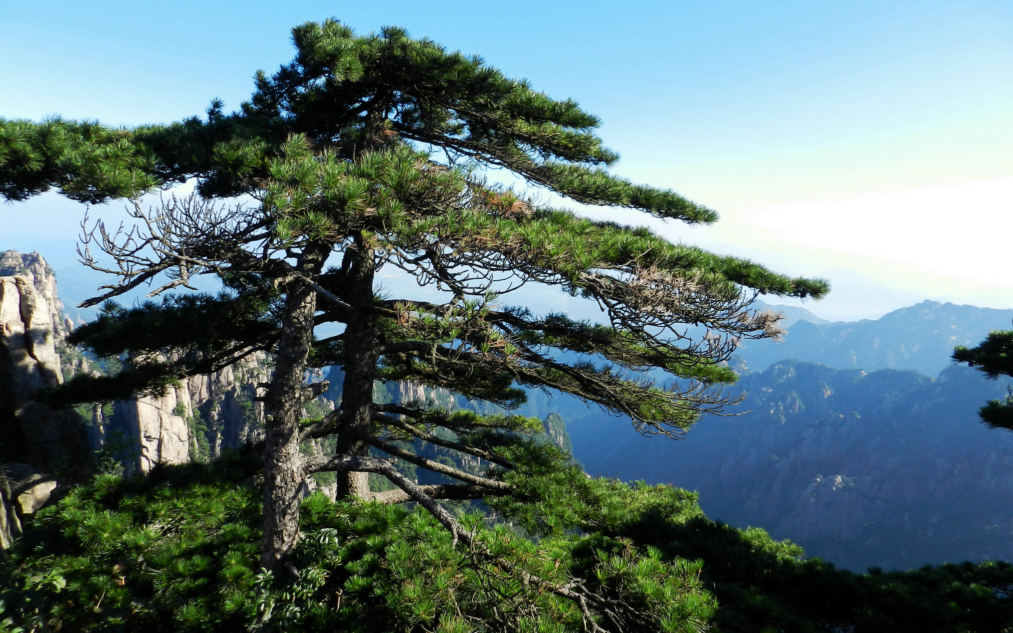 西海大峡谷 松树                             黄山的松树传承着几