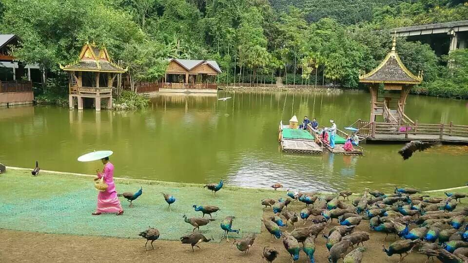 西双版纳森林公园 勐泐大佛寺一日游