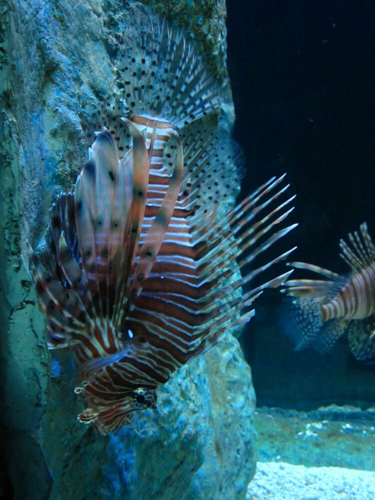 壁纸 海底 海底世界 海洋馆 水族馆 750_1000 竖版 竖屏 手机