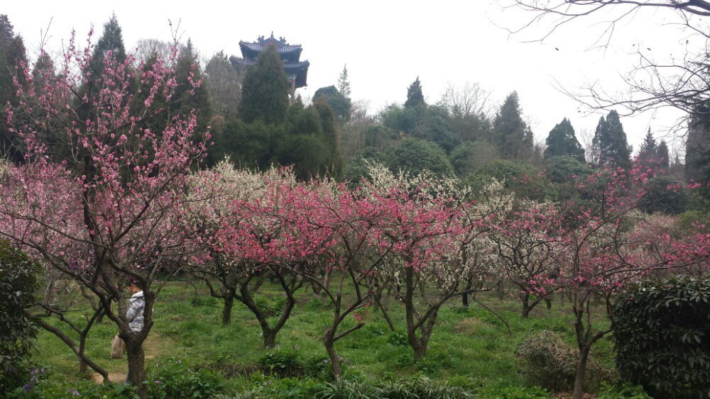 2019梅花山_旅游攻略_门票_地址_游记点评,南京旅游景点推荐 - 去哪儿