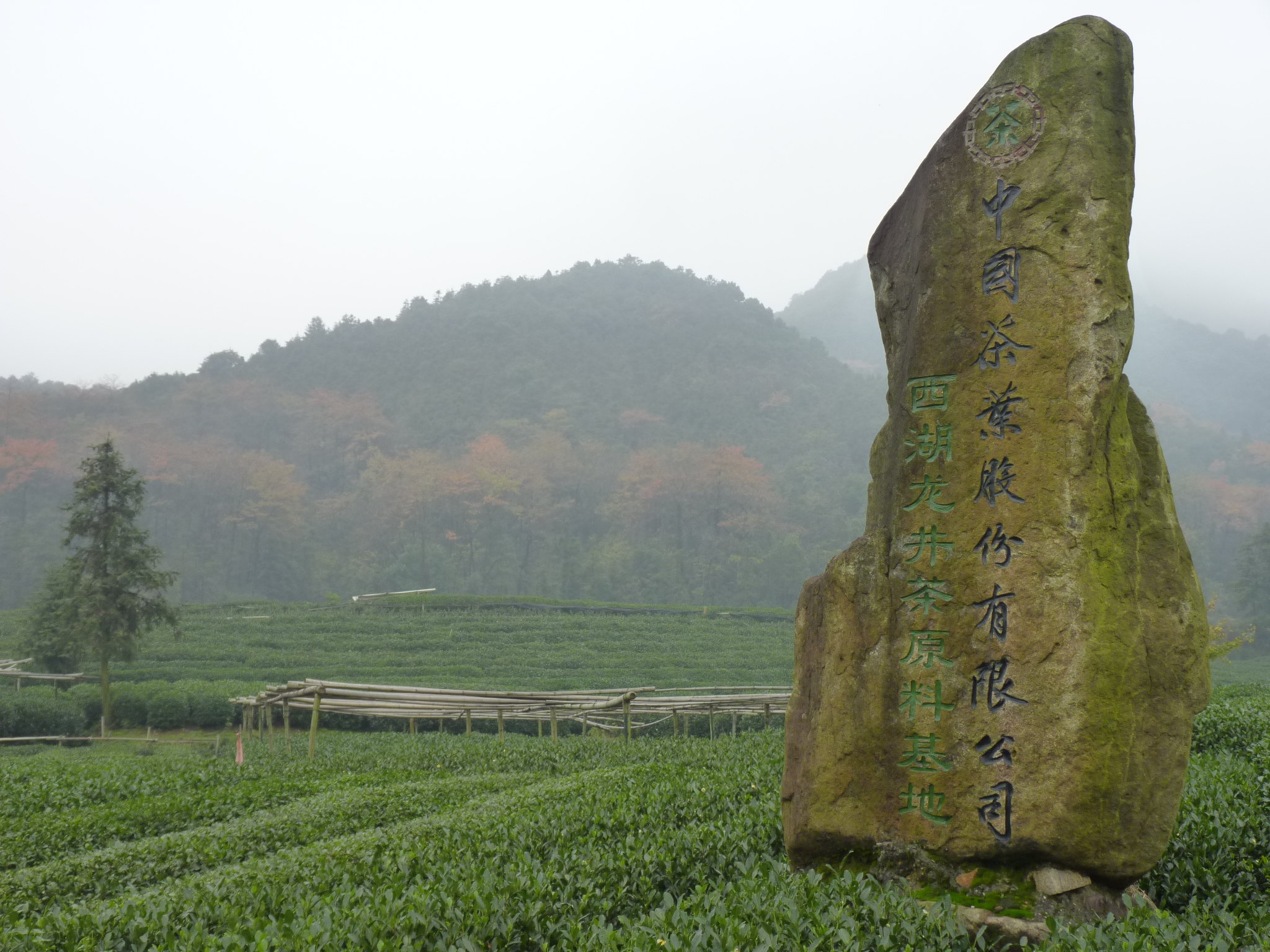 杭州龙坞茶村