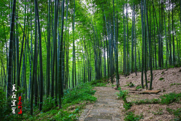 翡翠长廊 位于竹海深处的翡翠长廊,是蜀南竹海的又一胜景.