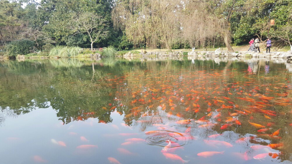 【携程攻略】杭州西湖景点,观鱼,西湖三泉映月,西湖游船,西湖苏堤.