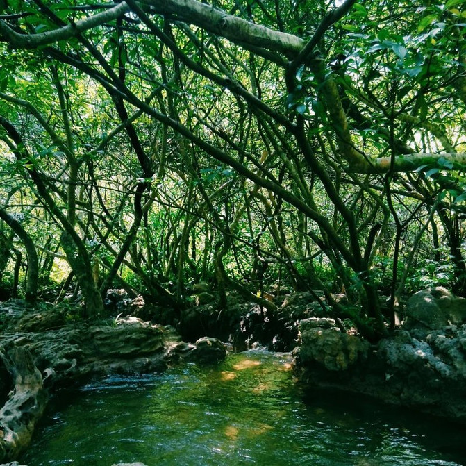 小七孔景区#水上森林