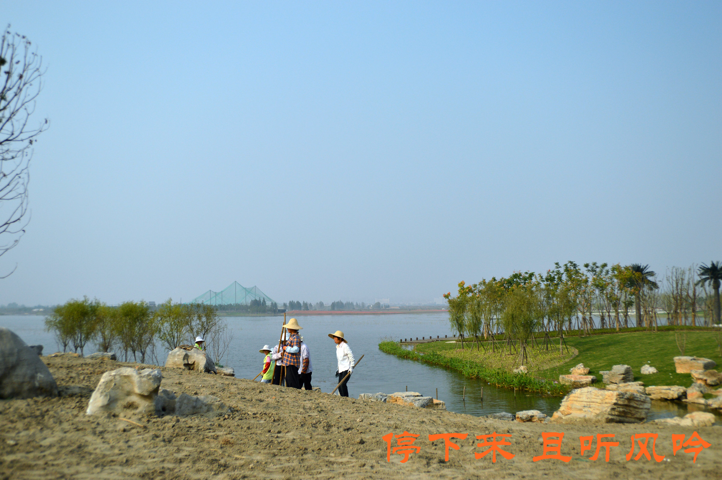 固城湖国家城市湿地公园花海—江苏最大花海