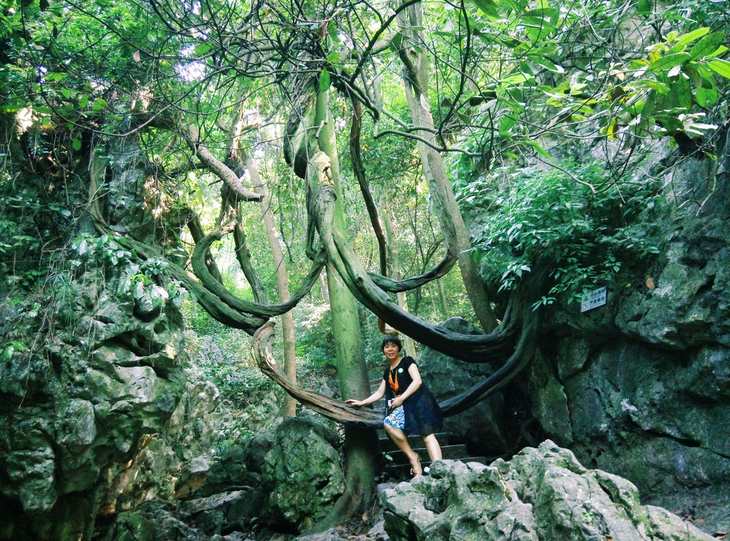 一棵老藤树