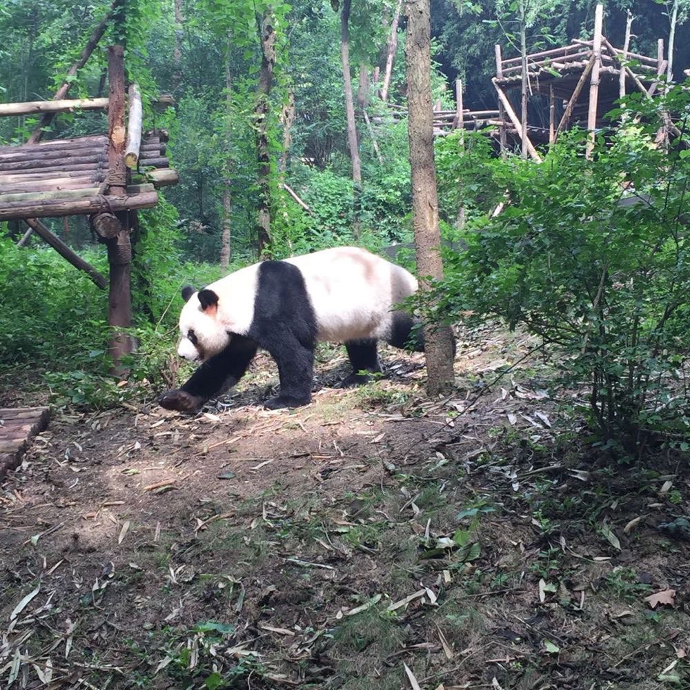 成都大熊猫繁育基地