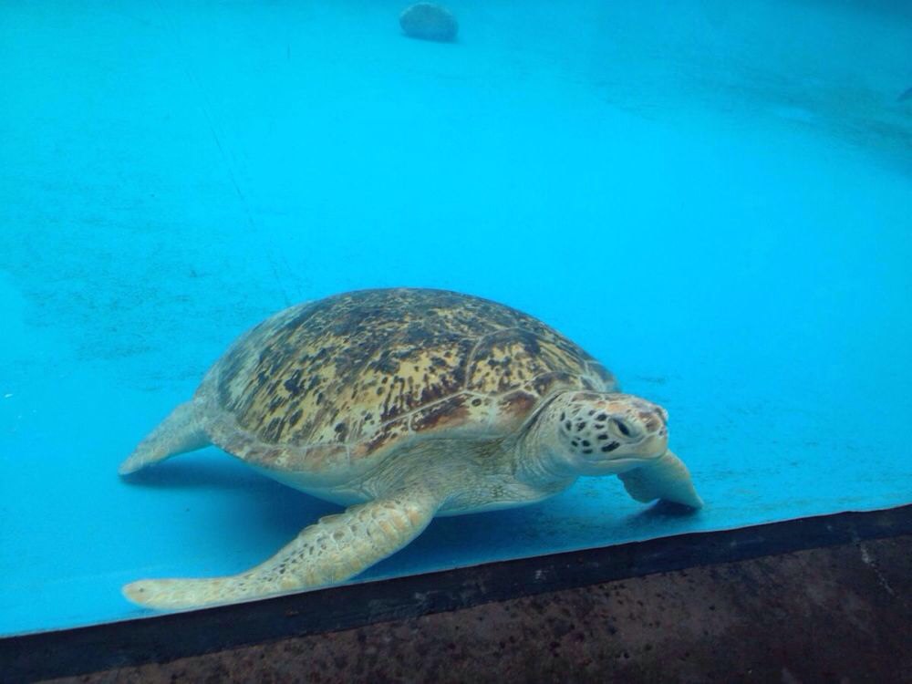 珠海海洋王国两天游图片