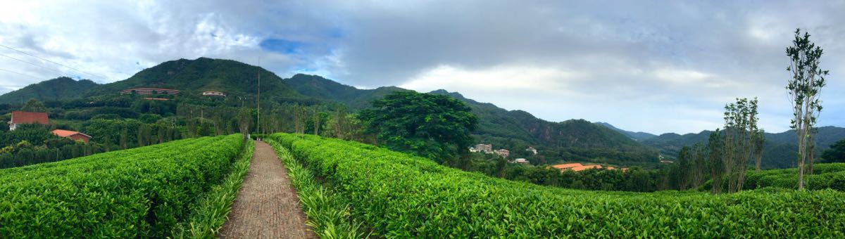 雁南飞茶田度假区