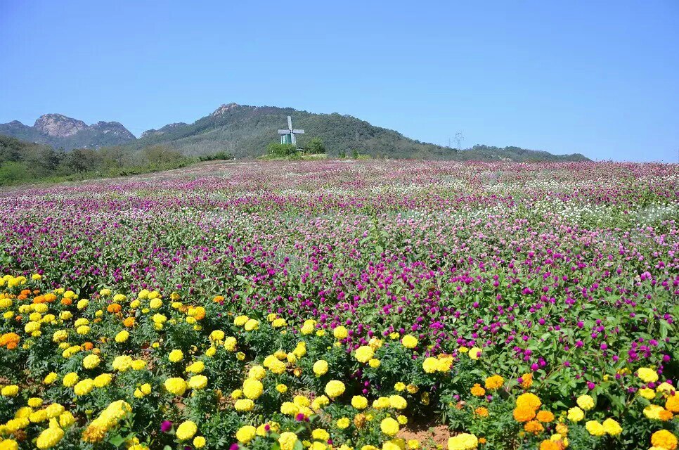 紫云花汐薰衣草庄园