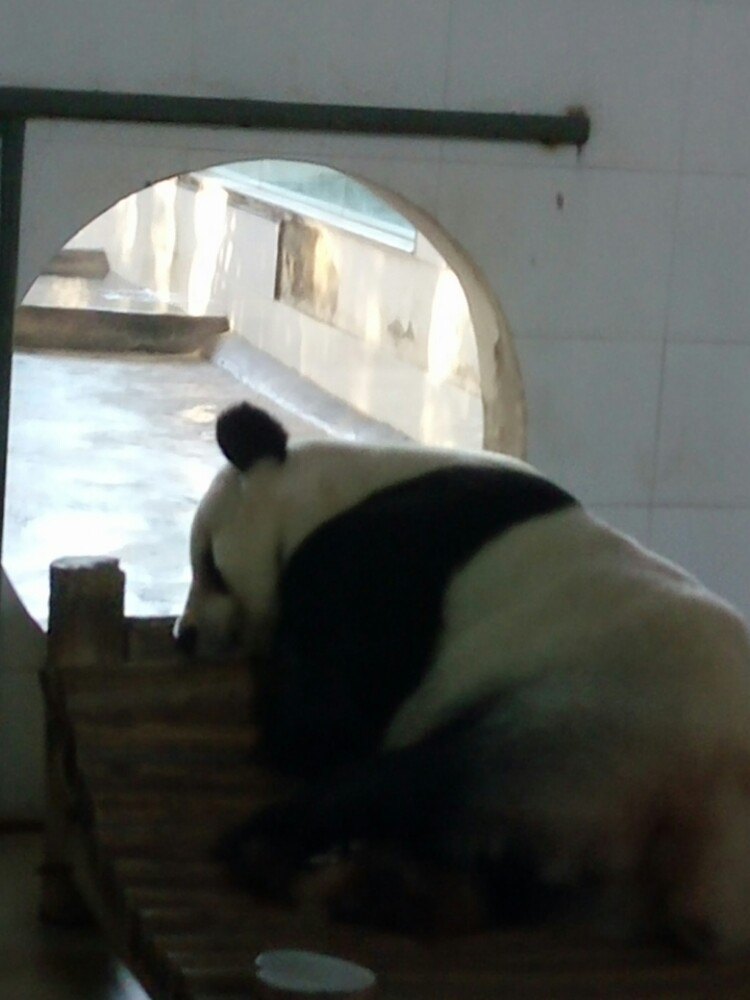 阆中熊猫乐园