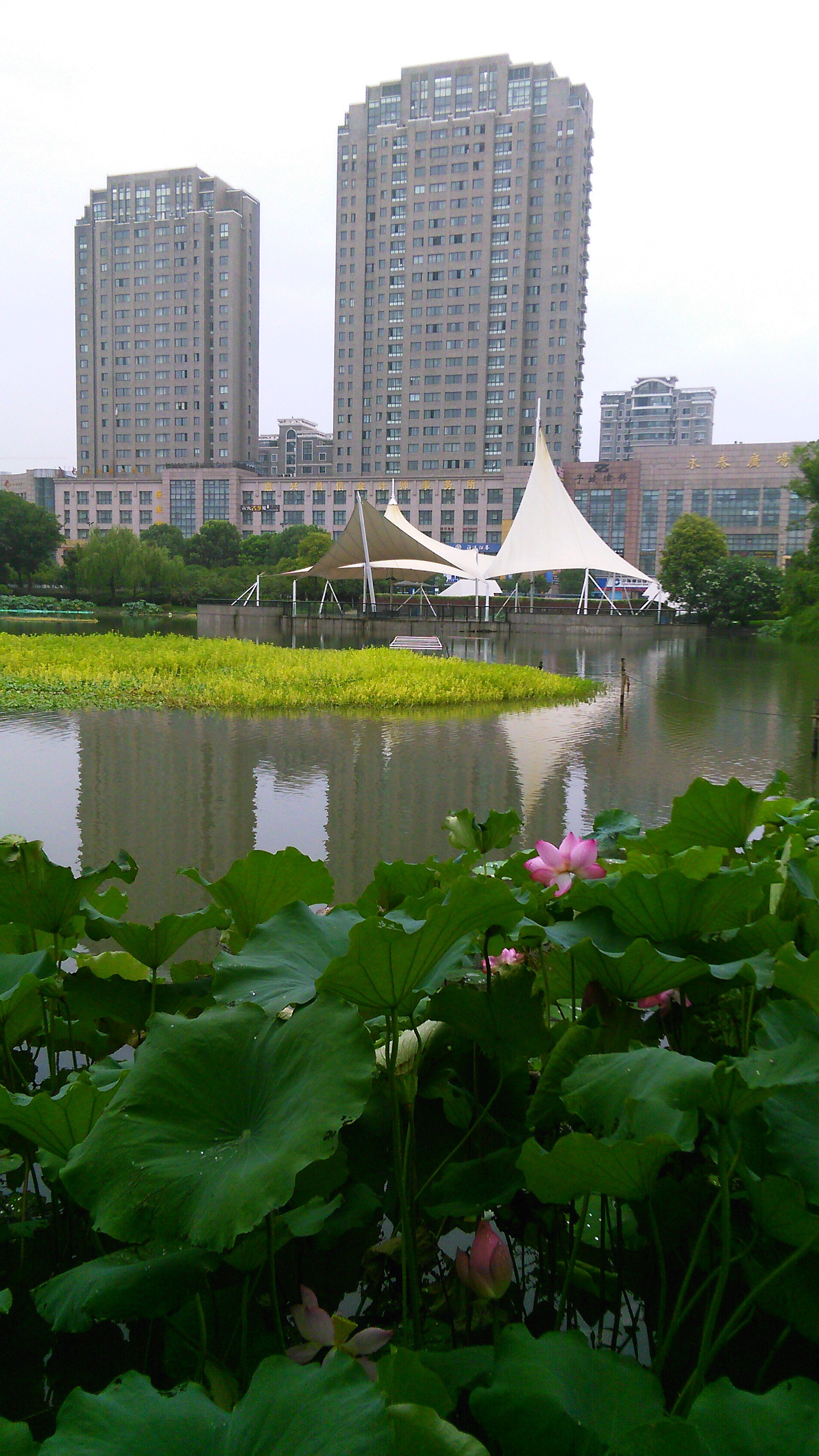 秋荷也爽.2015年8月16曰闲逛在嘉兴秀洲公园