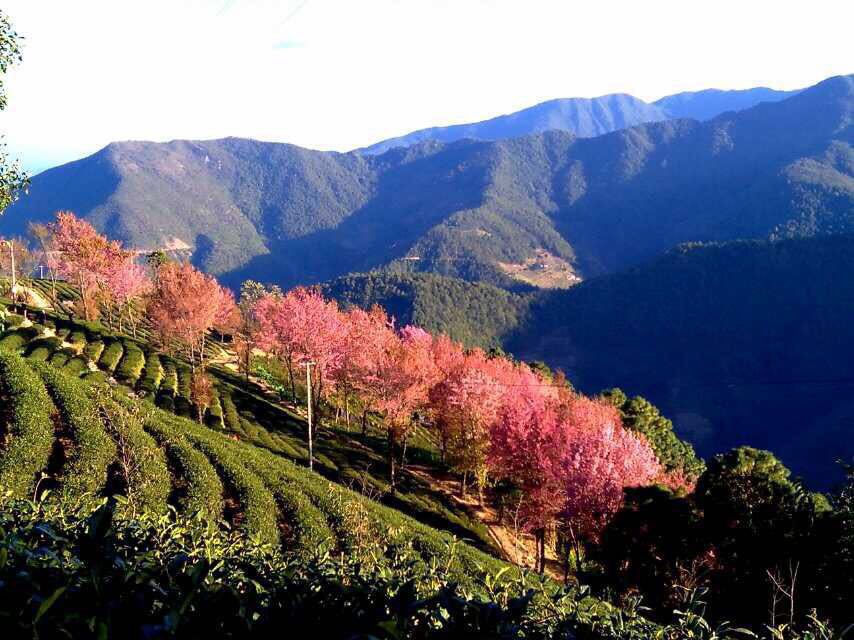 2018无量山樱花谷_旅游攻略_门票_地址_游记点评,南涧