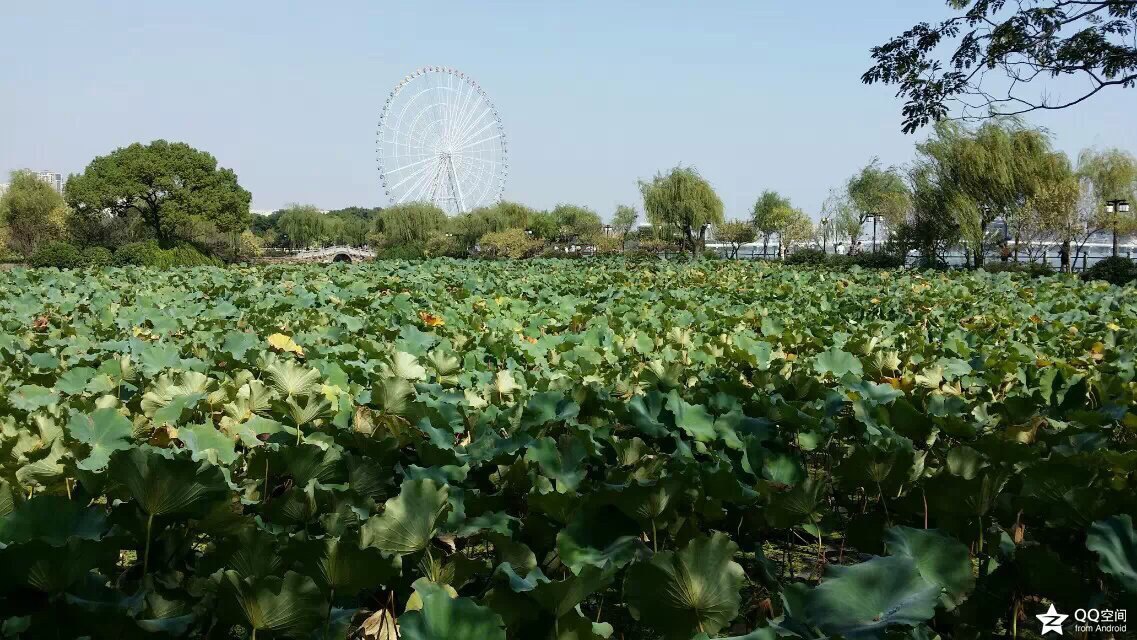 进蠡园大门往左是假山群,先不去假山那玩,一圈逛出来时再去。走百花山房方向,向南到四季亭。四季亭指的是一方水塘的四条边上各有一个亭子,春亭旁种梅花,夏亭旁种夹竹桃,秋亭旁栽桂花,冬亭旁种腊梅。
继续向南走,到蠡湖上的长堤南堤春晓。这里是春天赏花最好的地方,堤上一排垂柳,柳枝随风摇摆,柳树间夹种着很多桃树,桃花品种很多,一棵桃树上还会开出不同颜色的桃花。
到千步长廊。这是蠡园的老建筑物,跨在蠡湖上,一侧是墙,另一侧临水,墙上80个镂空花窗图案各异,十分精美。千步长廊东边尽头有湖心亭晴红