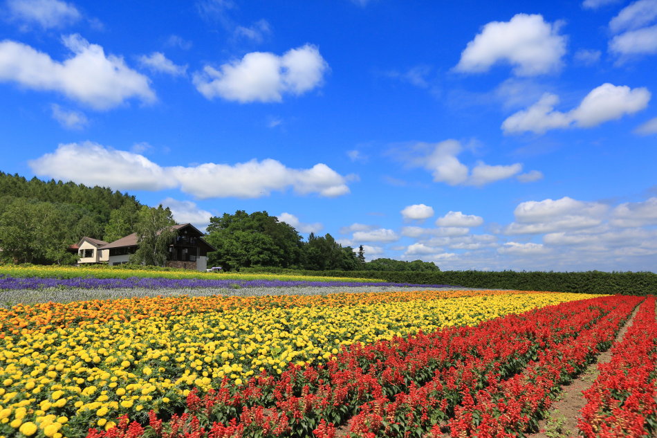 flower land上富良野