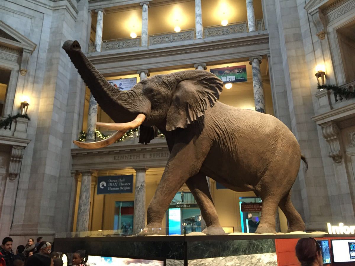 【携程攻略】纽约州美国自然历史博物馆景点,超赞的华盛顿博物馆之旅