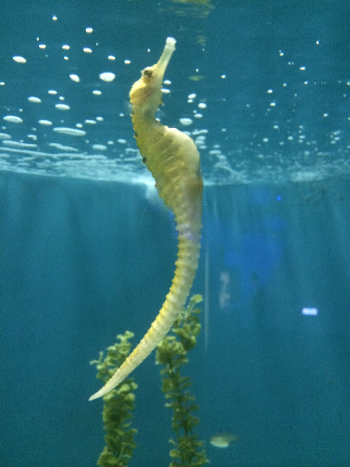 台湾海洋生物博物馆