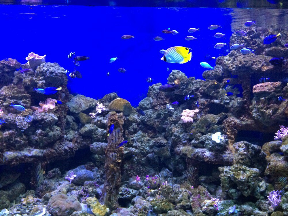 壁纸 海底 海底世界 海洋馆 水族馆 桌面 1000_750
