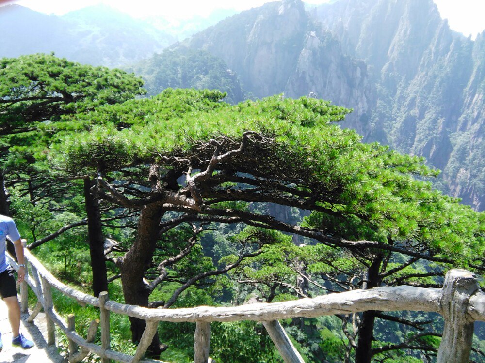 黄山参加了携程的三日团,虽然价格小贵,但是旅行还是很快乐的。旅行中除了欣赏黄山美景,还安排赠送了漂流,温泉都很让人惊喜。不过黄山山上住宿很差,是那种多人间,主要是房间味道很难闻,早知道加钱也要住标间。导游介绍的辉煌福地餐厅做的东西也很不错,餐厅装修也很漂亮,吃了大家都觉得不错,不是一心宰游客的那种店。