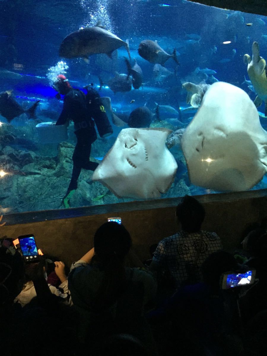 第二次去了,很棒。通过两次比较,有以下体会发现:
1.场馆表演
海豚馆表演、美人鱼表演等时间每天不一定相同,需预先观看馆门口大频幕提示。
表演很精彩,节目场次之间主体相同,小有差异。
周末、节假日观看海豚馆表演,必须,切记,是必须提前30分钟去占座。