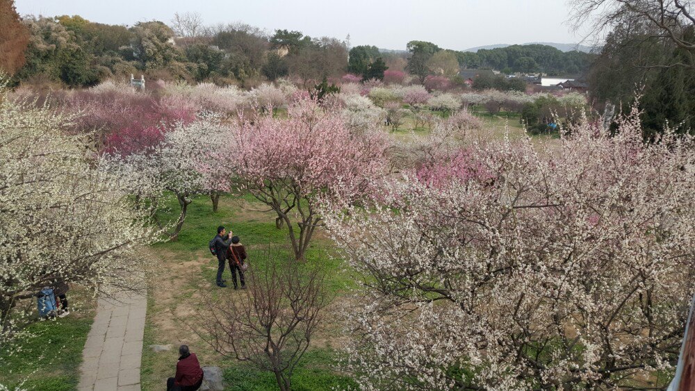 2019东湖梅园_旅游攻略_门票_地址_游记点评,武汉旅游景点推荐 去