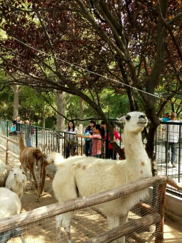 济南动物园jinan zoo