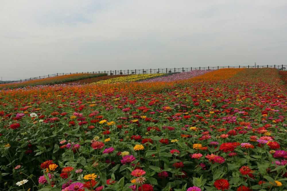 【携程攻略】湖南常德桃源枫林花海好玩吗,湖南枫林花海景点怎麼样