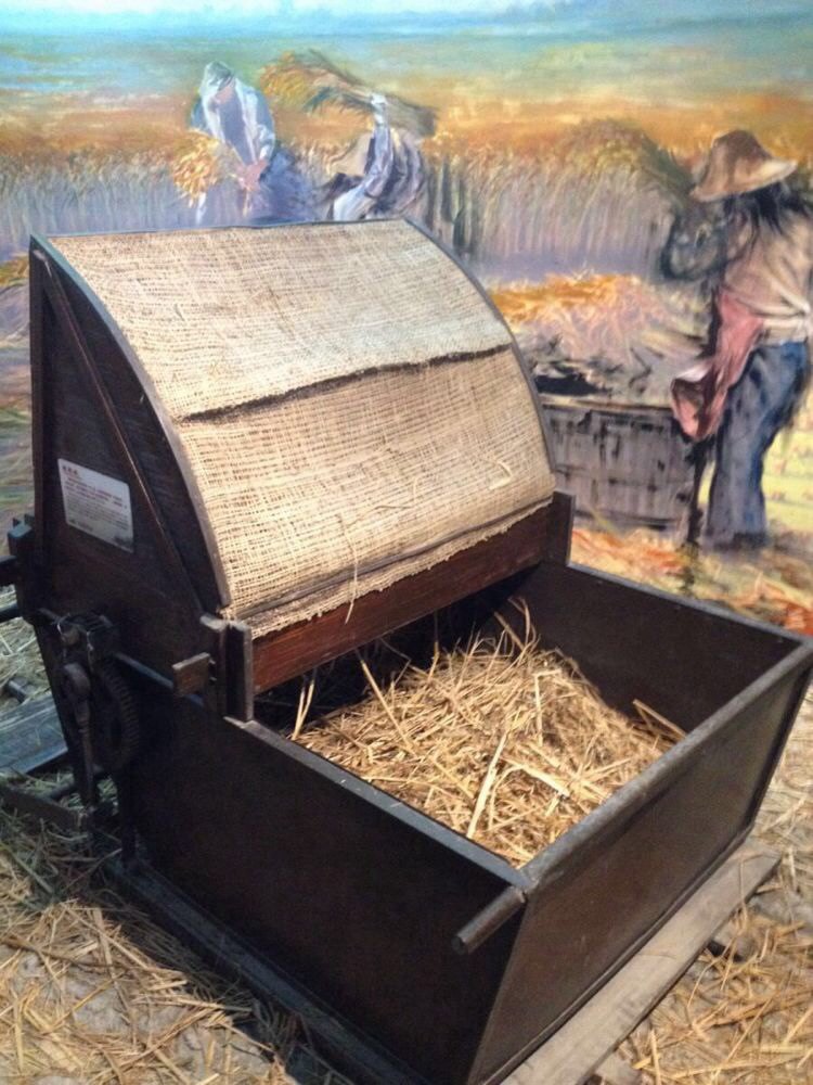  这是上世纪八十年代农家收割稻谷