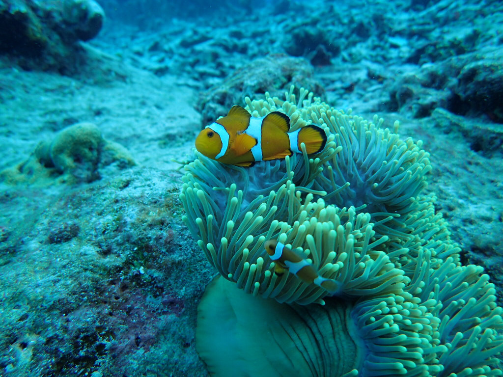 摄影之旅·泰国普吉岛+斯米兰群岛6日4晚跟团