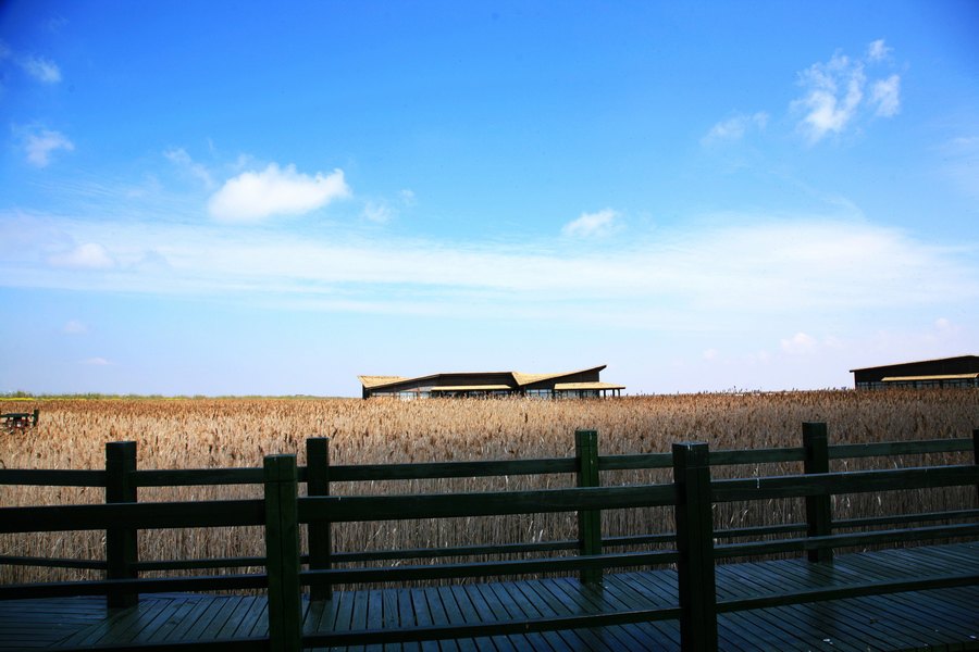 东滩湿地公园