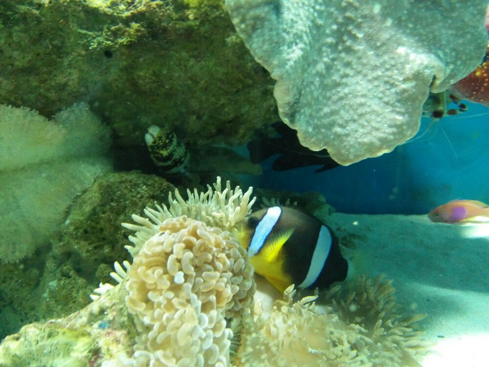 深圳海洋世界好玩吗-深圳海洋世界门票\/深圳小