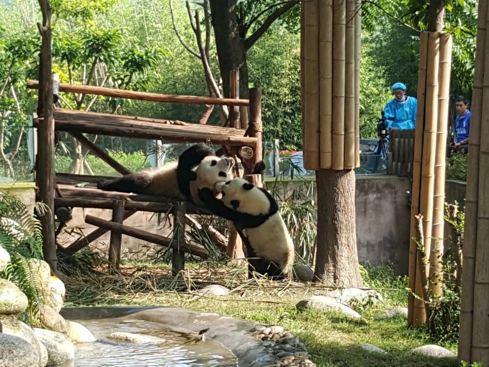 成都大熊猫繁育研究基地