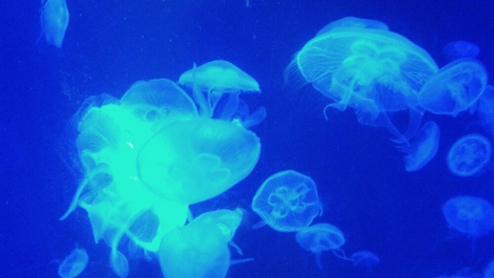 深圳海洋世界好玩吗-深圳海洋世界门票\/深圳小