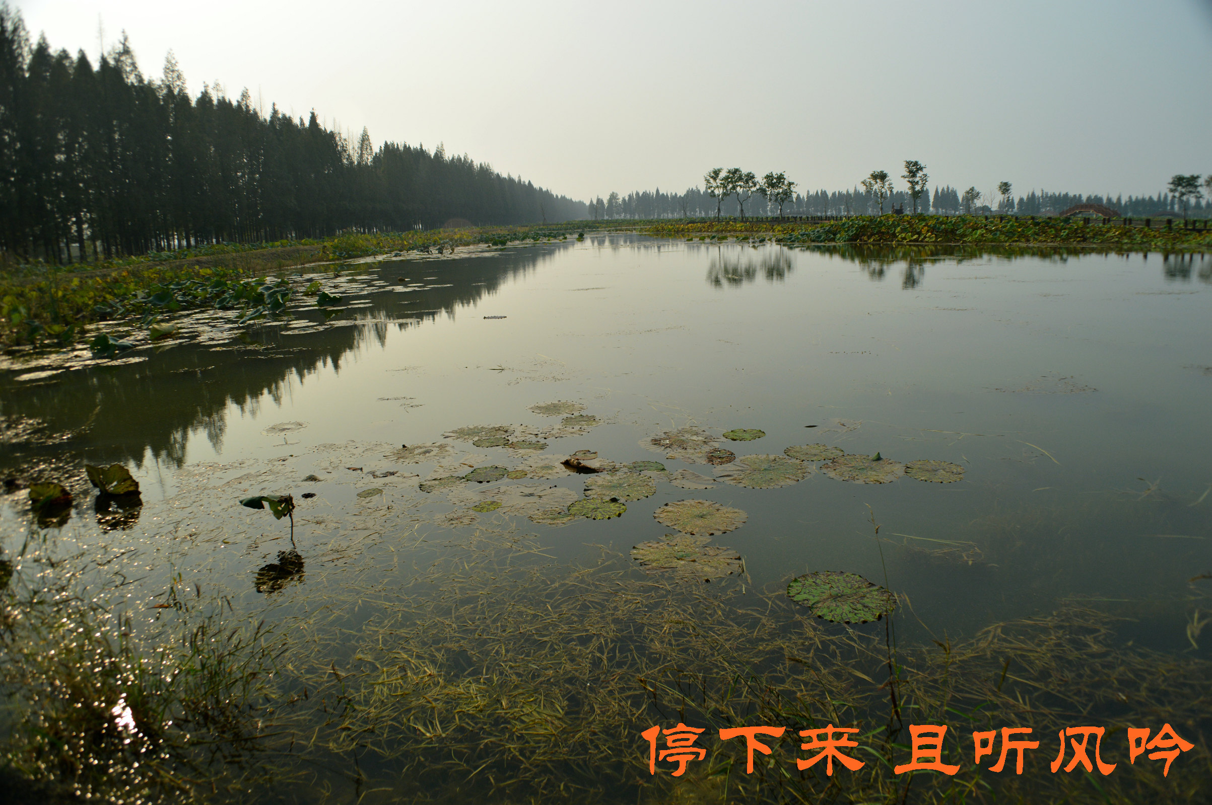 固城湖国家城市湿地公园花海——江苏最大花海