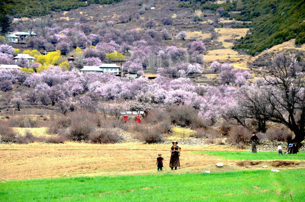 【携程攻略】巴宜区嘎拉桃花村景点,林芝的桃花都是野