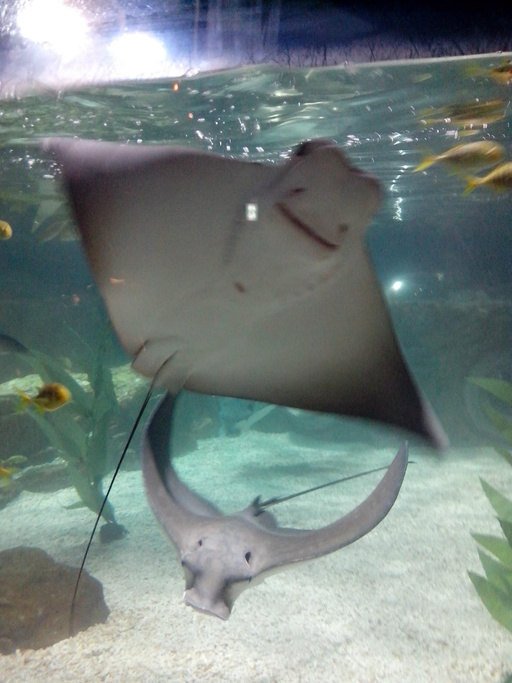 釜山水族馆