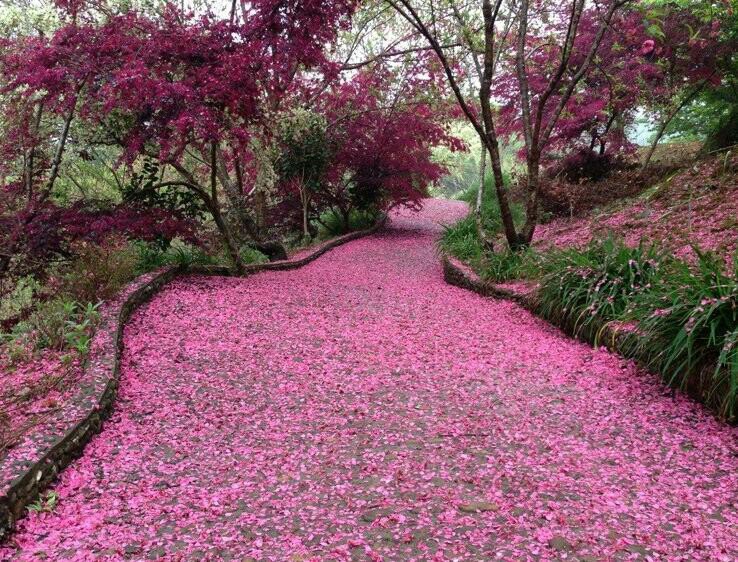 新丰樱花峪