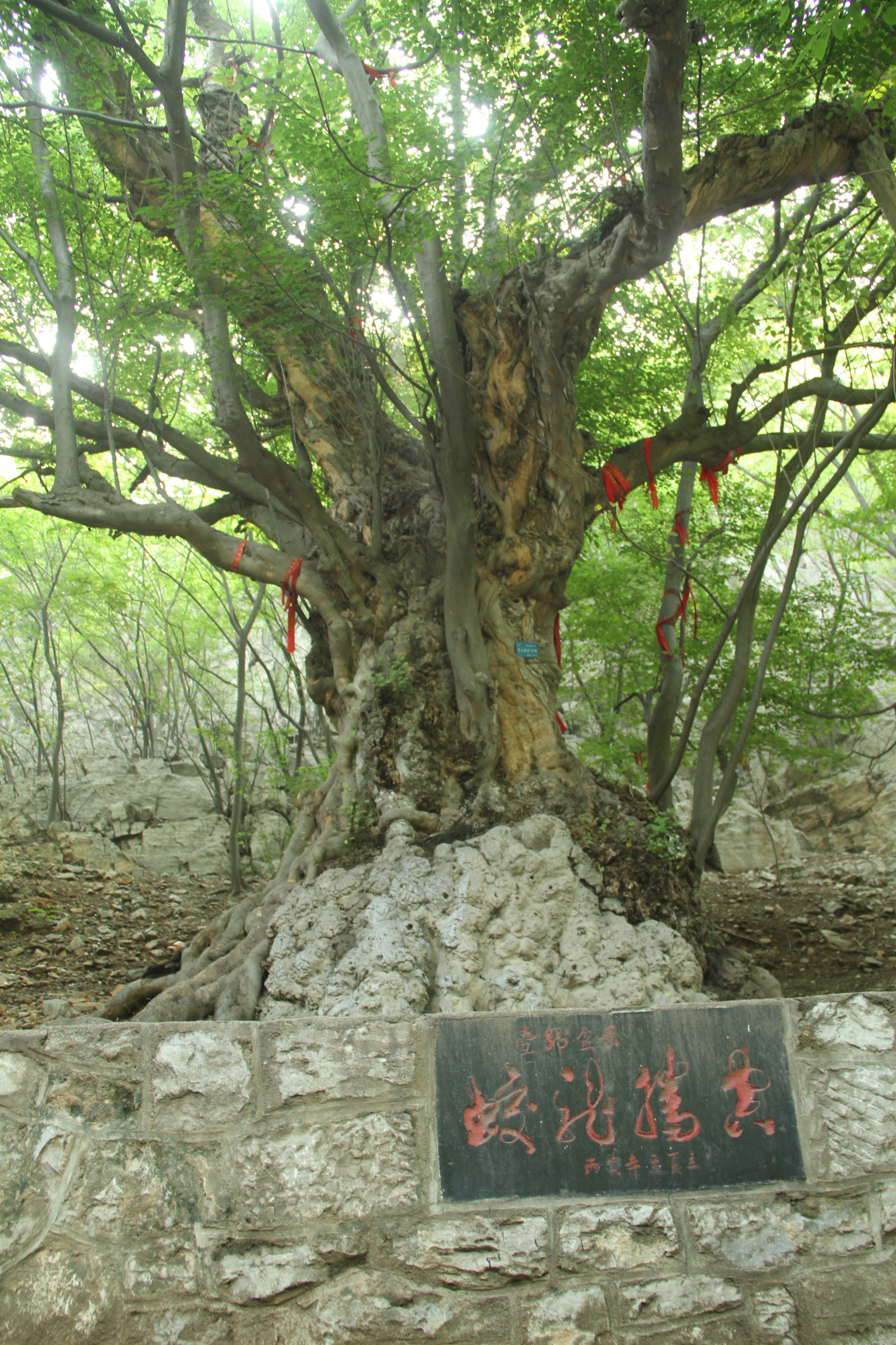 论游,以青檀寺景区为代表