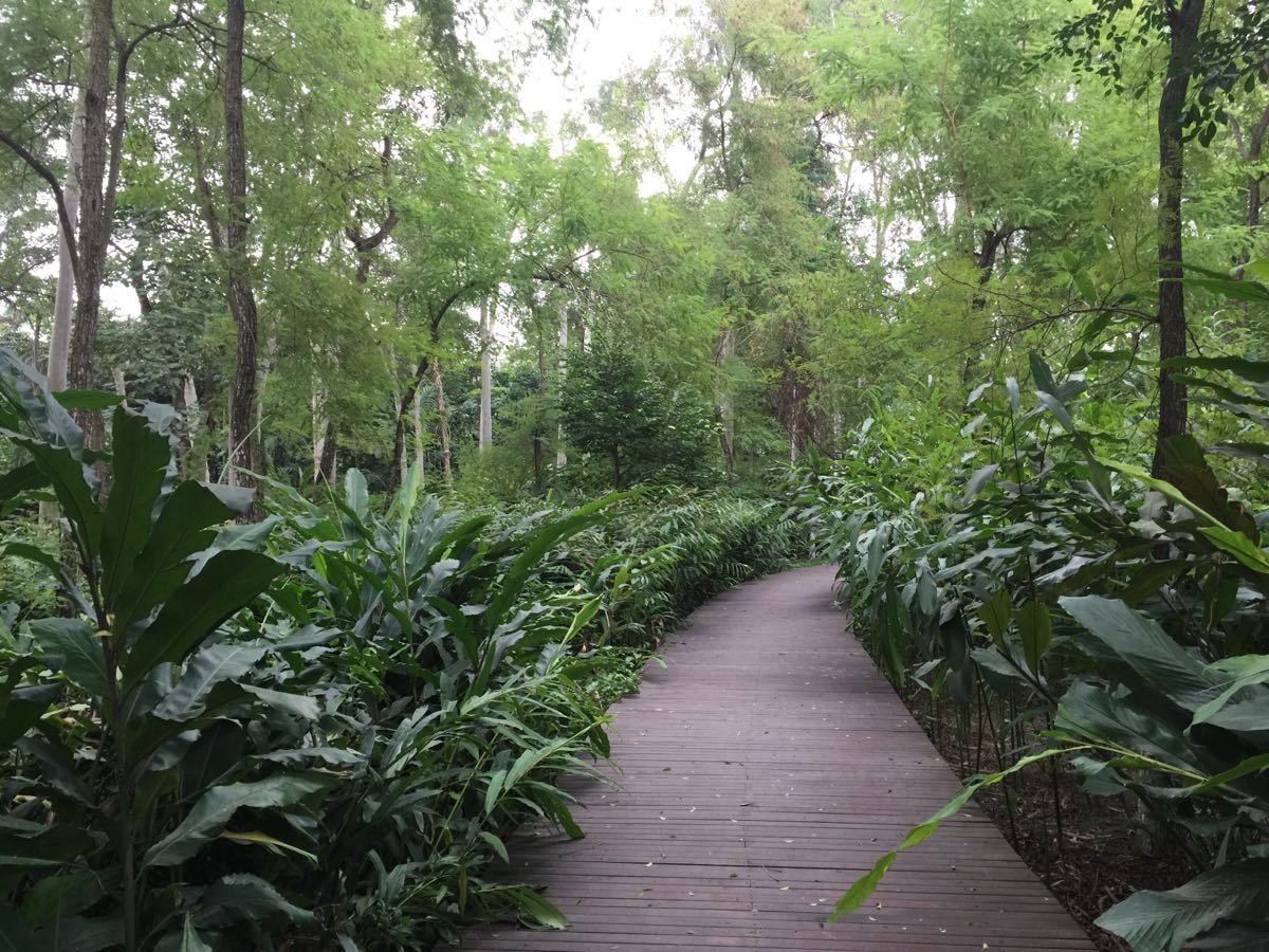 【携程攻略】南宁广西药用植物园景点,植物品种繁多,.