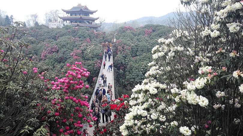 百里杜鹃风景区