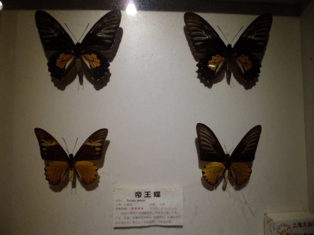 上海大自然野生昆虫馆