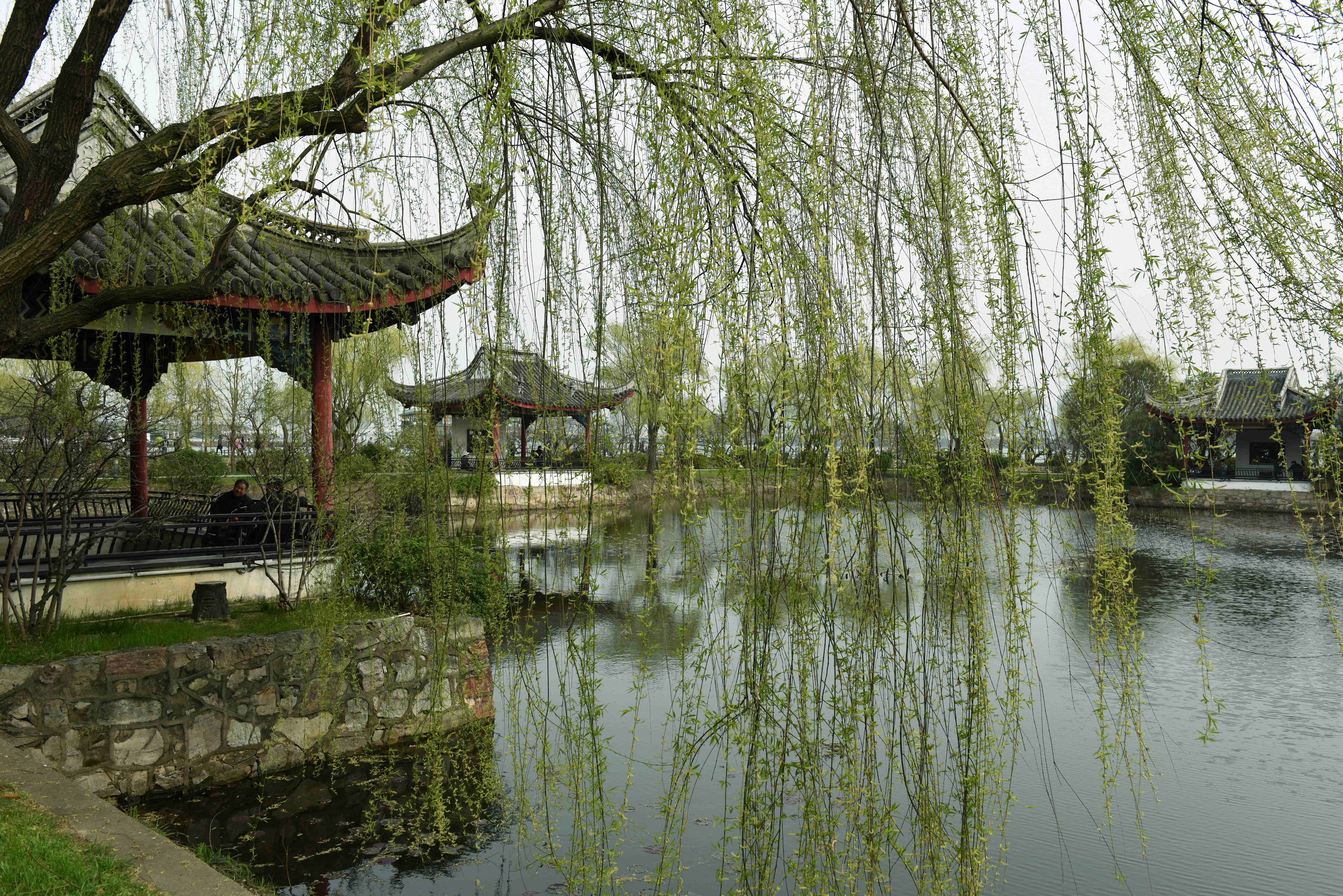 进蠡园大门往左是假山群,先不去假山那玩,一圈逛出来时再去。走百花山房方向,向南到四季亭。四季亭指的是一方水塘的四条边上各有一个亭子,春亭旁种梅花,夏亭旁种夹竹桃,秋亭旁栽桂花,冬亭旁种腊梅。
继续向南走,到蠡湖上的长堤南堤春晓。这里是春天赏花最好的地方,堤上一排垂柳,柳枝随风摇摆,柳树间夹种着很多桃树,桃花品种很多,一棵桃树上还会开出不同颜色的桃花。
到千步长廊。这是蠡园的老建筑物,跨在蠡湖上,一侧是墙,另一侧临水,墙上80个镂空花窗图案各异,十分精美。千步长廊东边尽头有湖心亭晴红