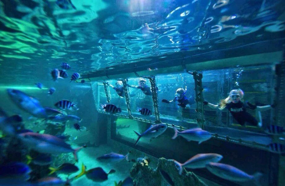 悉尼悉尼水族馆好玩吗,悉尼悉尼水族馆景点怎么样