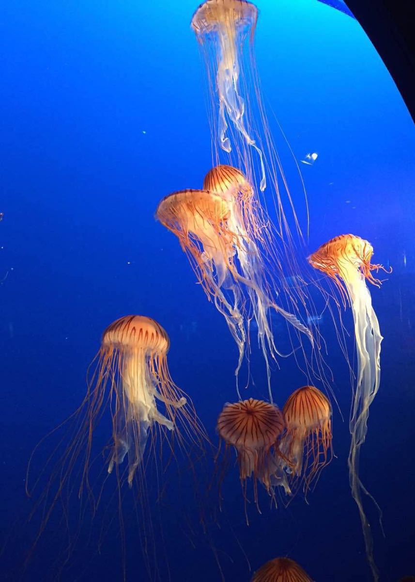 温哥华水族馆