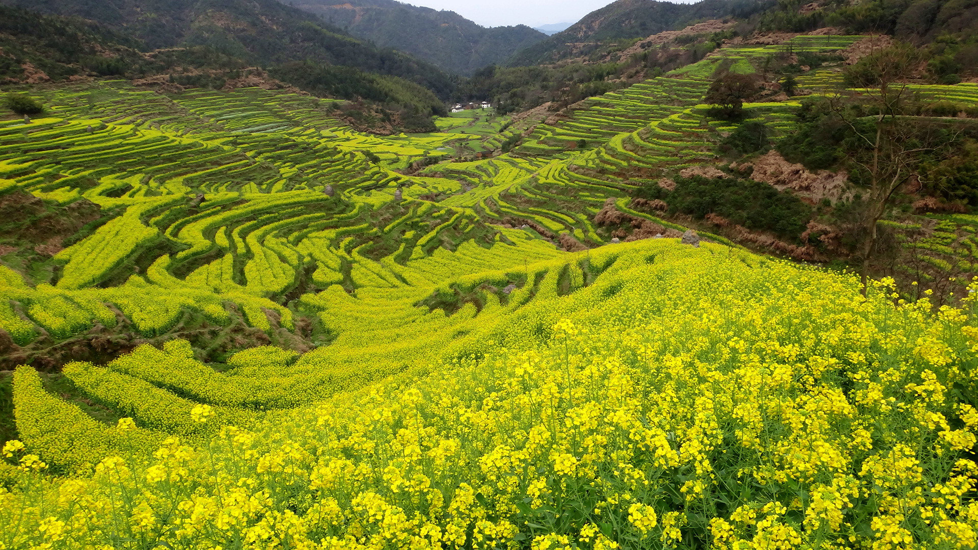 
篁岭景区很大气,能充分体现婺源油菜花