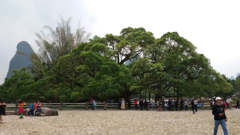 大榕树,是十里画廊观光路上的一处景点,里面有一棵距今1500历史的大榕树。古榕高17米,树冠径7米多,覆盖地面一百多平方米。近看,它枝繁叶茂,盘根错节,榕须落地生根,独树成林;远看,就像一把绿色的巨伞或像一个巨大的蘑菇。大榕树旁边是金宝河,河水很浅很清。河对面平地拔起一小石山,中间对穿一孔道,似巨型石门洞开,称穿岩,岩间一村,既穿岩村。
